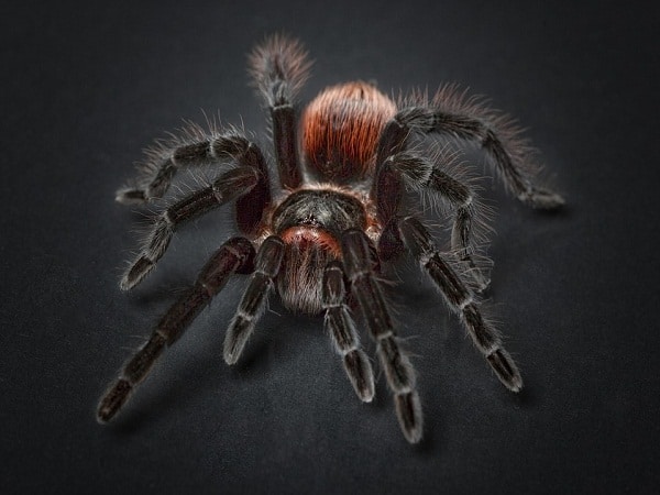 Mơ thấy nhện điềm báo lành hay dữ?