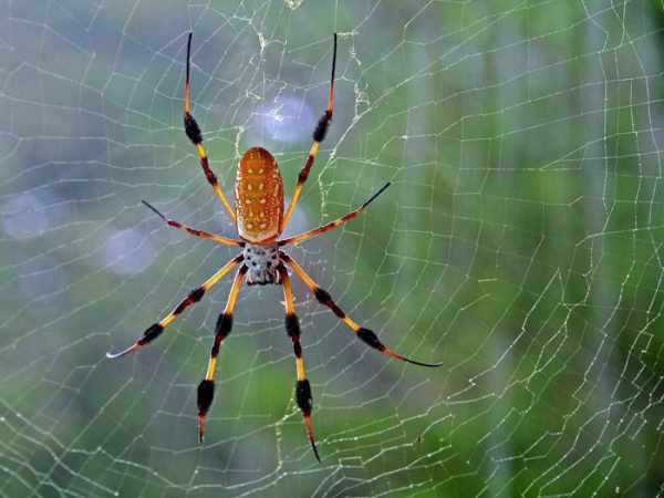 Mơ thấy nhện trong nhà mình đánh con gì chính xác?