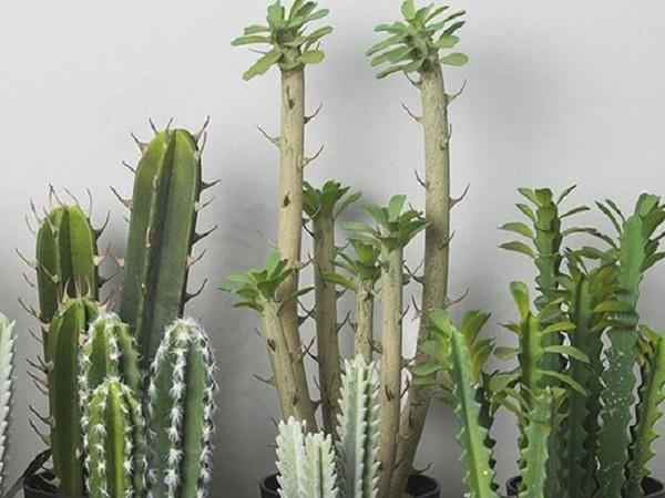 Lợi ích khi trồng cây xương rồng trước nhà