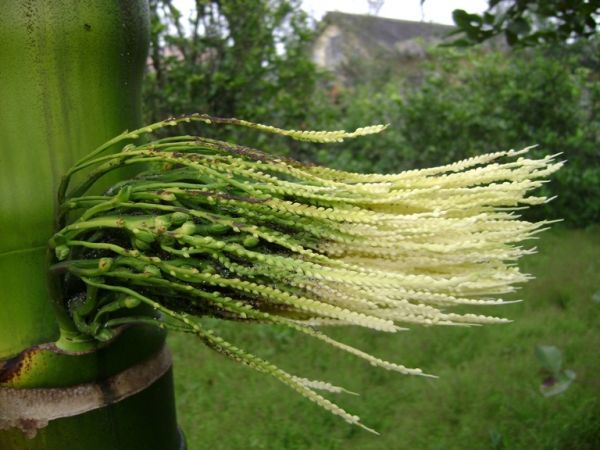 Nhìn thấy hoa cau