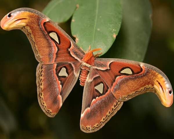 nhìn thấy con bướm