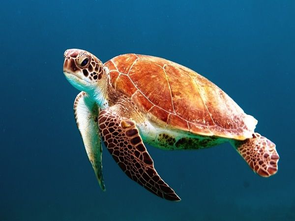 Giải mã mơ thấy ba ba là điềm gì? Lành hay dữ?