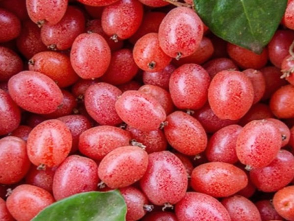 Chiêm bao thấy quả nhót mang lại vận may gì?