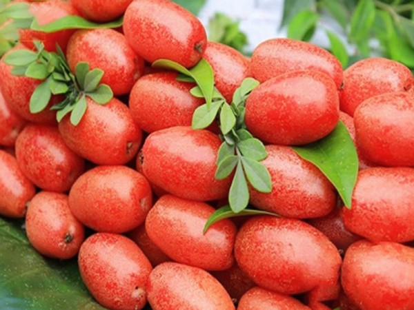 Chiêm bao thấy quả nhót mang lại vận may gì?