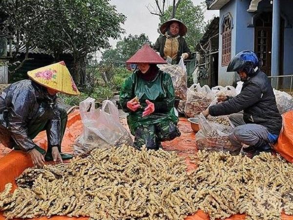 Chiêm bao thấy mua củ gừng
