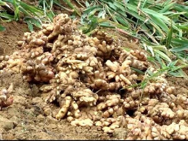 Chiêm bao thấy nhiều củ gừng