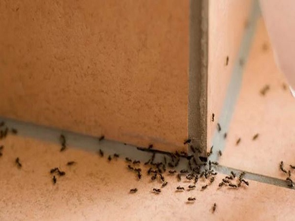 Ý nghĩa biểu tượng kiến đen vào nhà trong phong thủy
