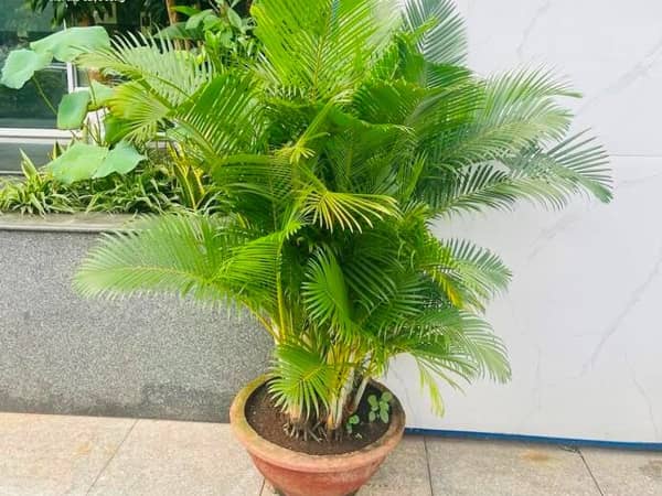 Tuổi Sửu trồng cây gì trước nhà
