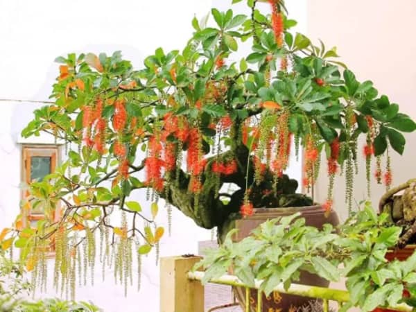 Tuổi Bính Dần nên trồng cây gì trước nhà