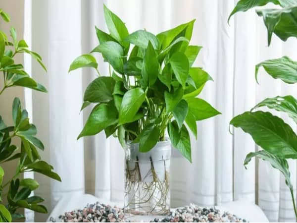Cây Trầu Bà Thủy Sinh