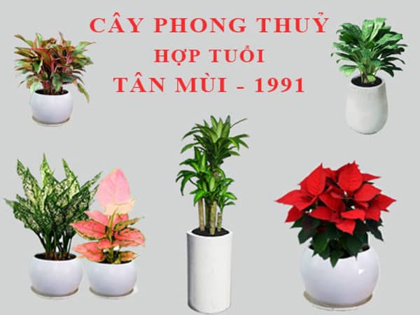Gợi ý chọn cây phong thủy hợp màu sắc cho tuổi 1991