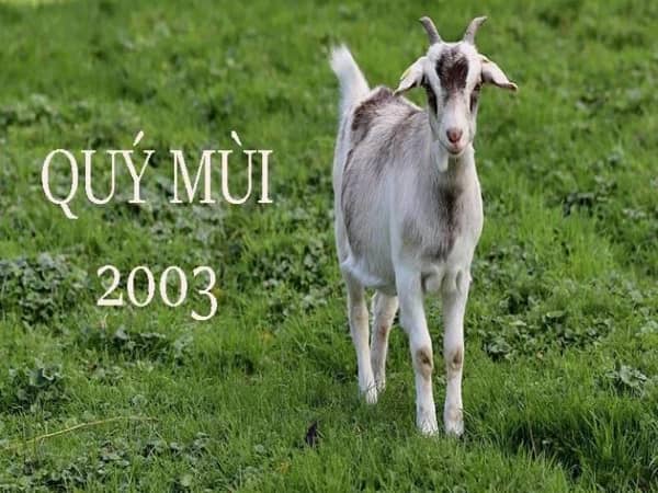 Tổng quan tuổi Quý Mùi 2003