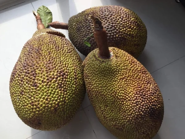 Nằm mơ thấy quả mít có số gì may mắn phát lộc Nằm mơ thấy quả mít có số gì may mắn phát lộc