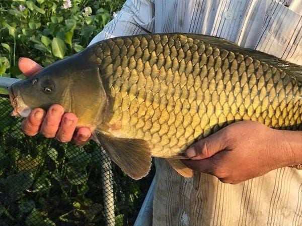 Nằm mộng bắt cá chép đánh con gì ?