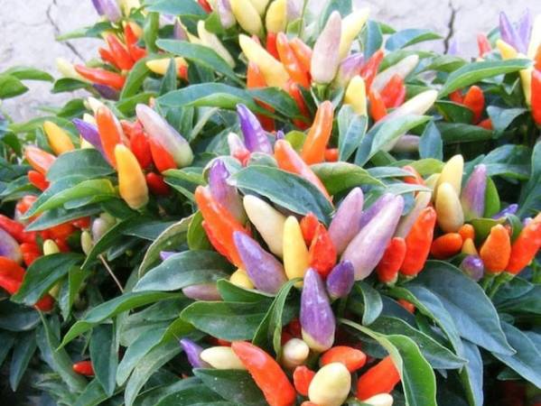 Mơ thấy cây ớt nhiều trái