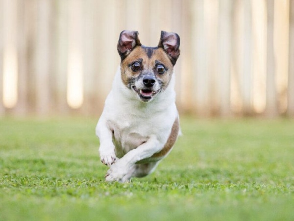 Nằm mơ thấy chó đuổi là điềm gì có số gì may mắn