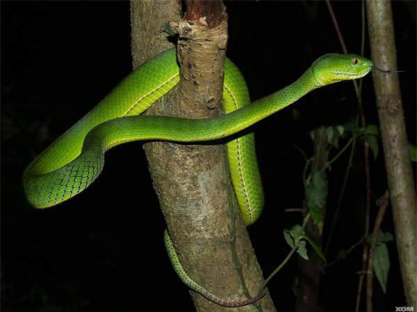 Nằm mơ thấy rắn đuổi là điềm gì có số gì phát lộc