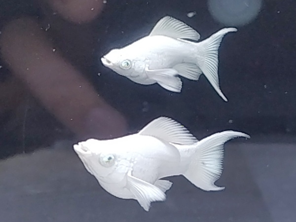 Cá trắng số mấy? Nằm mơ thấy cá trắng hên hay xui?