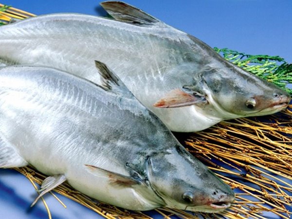 Cá trắng số mấy? Nằm mơ thấy cá trắng hên hay xui?