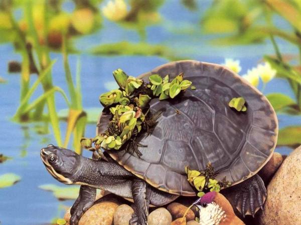 Giải mã các trường hợp mơ thấy con rùa thường gặp