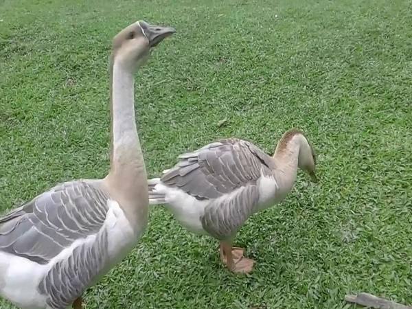 Chiêm bao thất bắt được con ngan