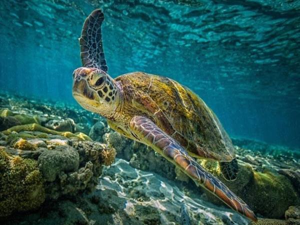 Mơ thấy con rùa mang ý nghĩa tốt hay xấu, số nào may?