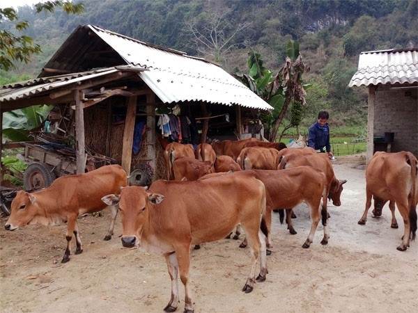 Nằm mơ thấy đàn bò có số mấy phát lộc có ý nghĩa gì Nằm mơ thấy đàn bò có số mấy phát lộc có ý nghĩa gì