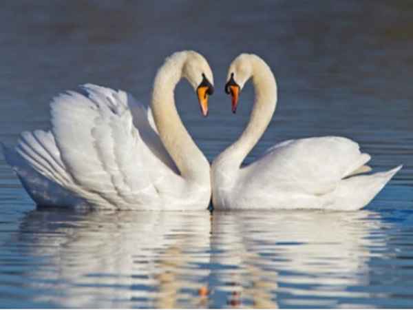 Ý nghĩa thiên nga trong đời sống và phong thủy